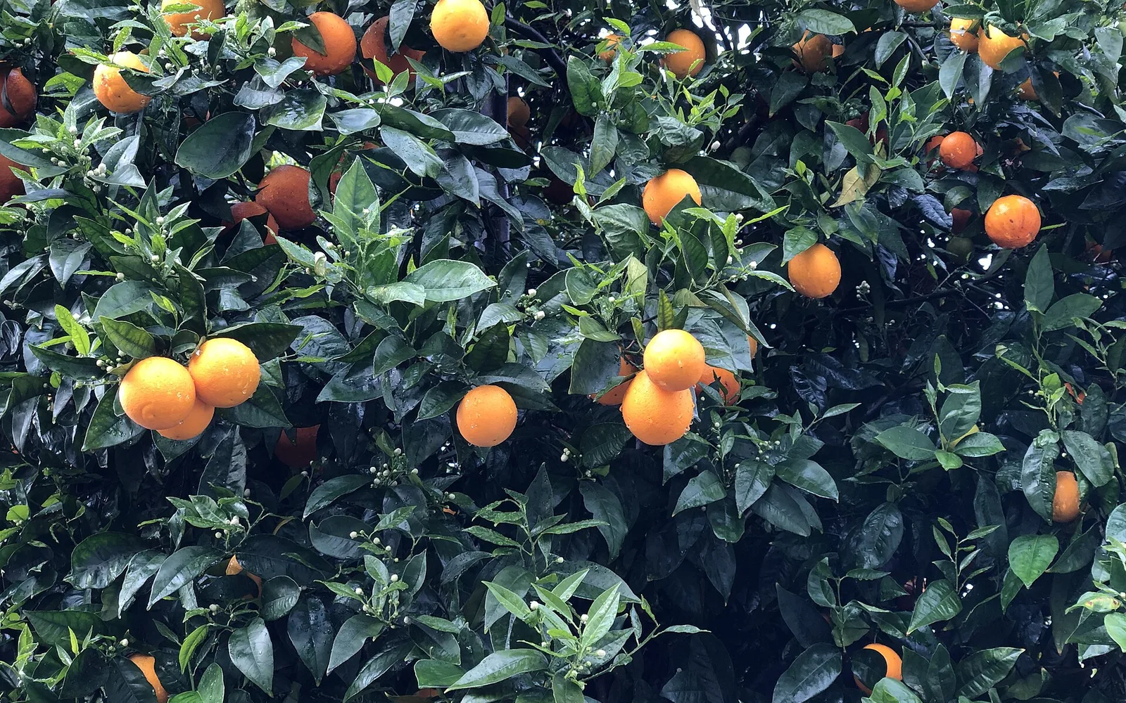 Modern Sunnyvale fruit-tree context, not a historic orchard: oranges on a tree along West Evelyn Avenue, photographed in 2022.